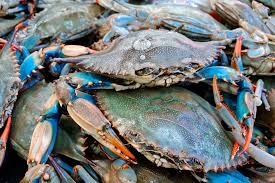 Fresh raw blue crabs with vibrant blue legs and orange-tipped claws