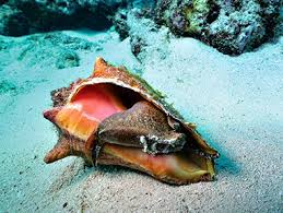 Queen conch shell with pink interior on a sandy ocean floor
