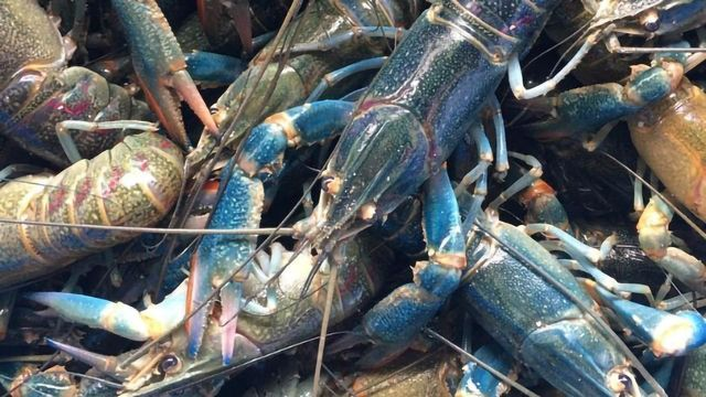 Fresh live blue crayfish with vibrant teal shells and claws