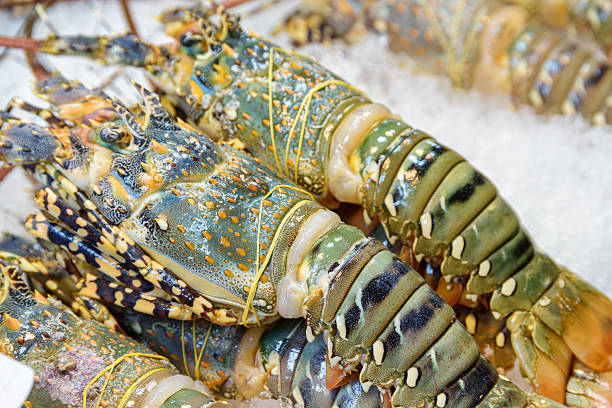 Fresh Caribbean spiny lobsters on crushed ice