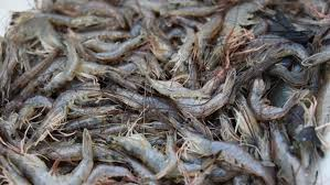 Fresh whole raw local shrimp with heads and shells intact